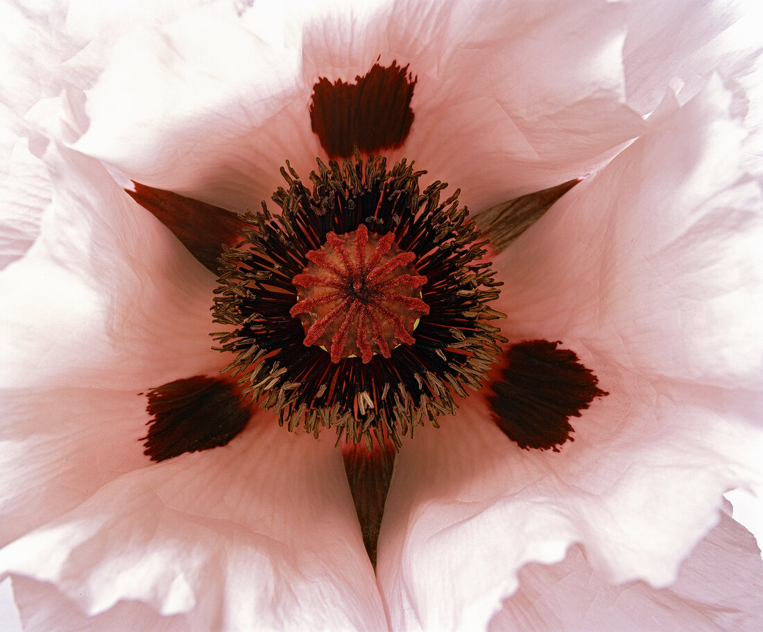 Close-up of graue witwe flower