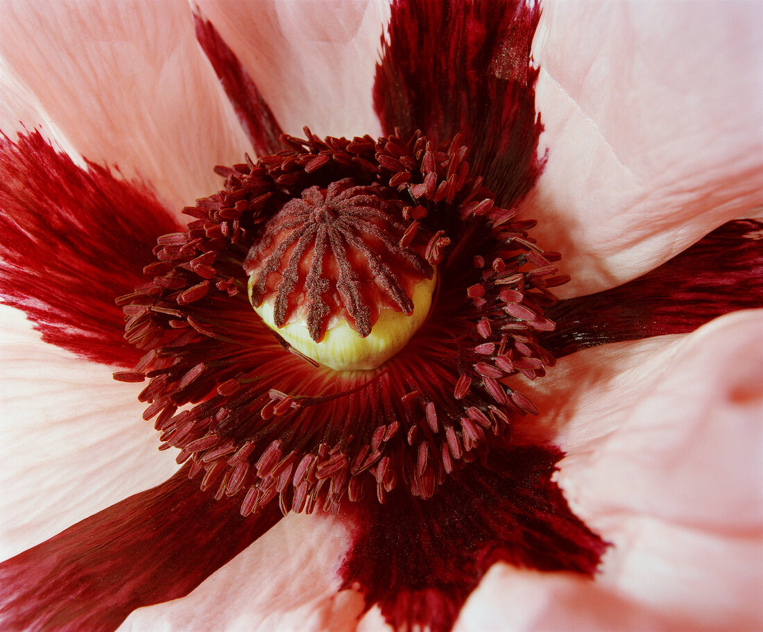 Close-up of red flower