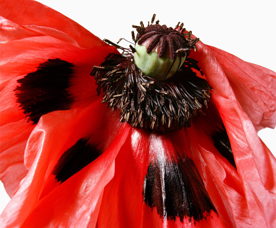 Close-up of red poppy flower on white background