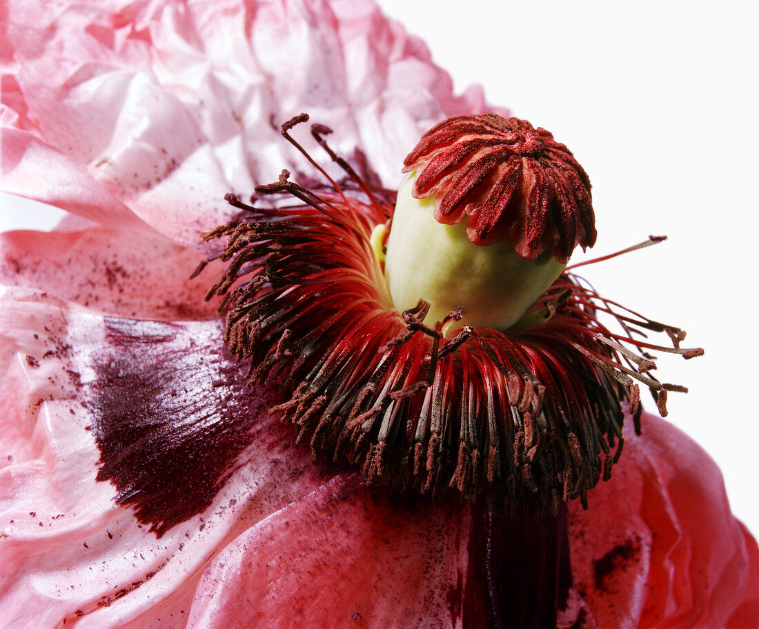 Close-up of red poppy flower on white background