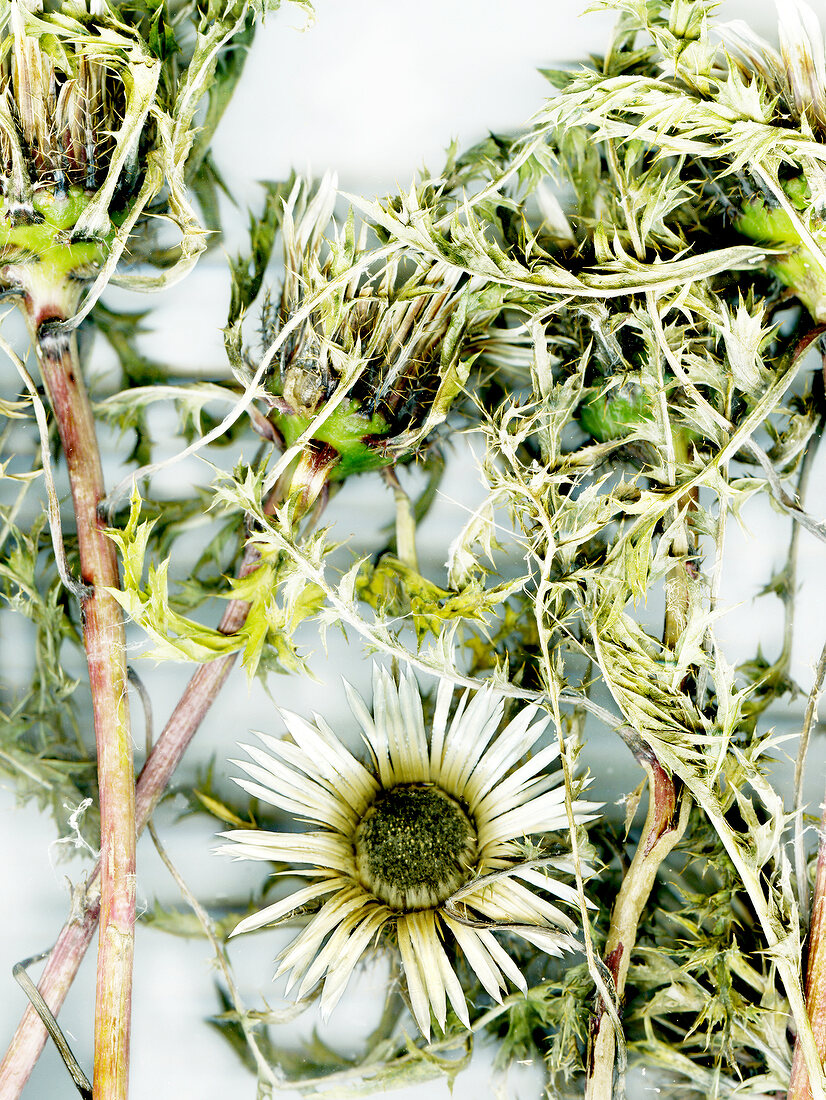 Close-up of dried flowers on white background