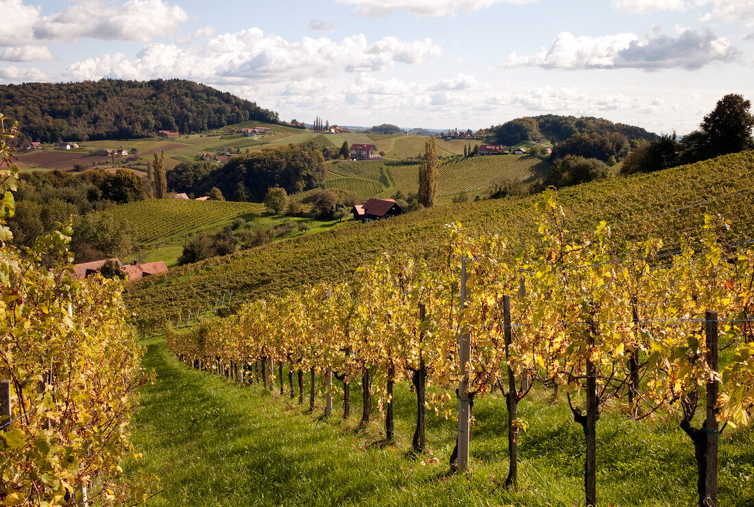 View of Syrian Wine Road in Gamlitz, Styria, Austria