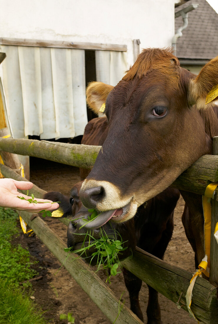 Cows eating grasses in Styria