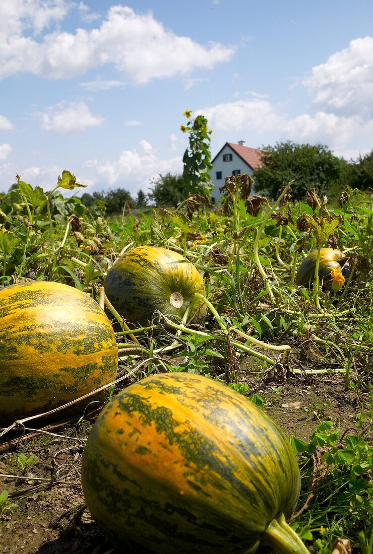 Pumpkins in field at Styria, Austria