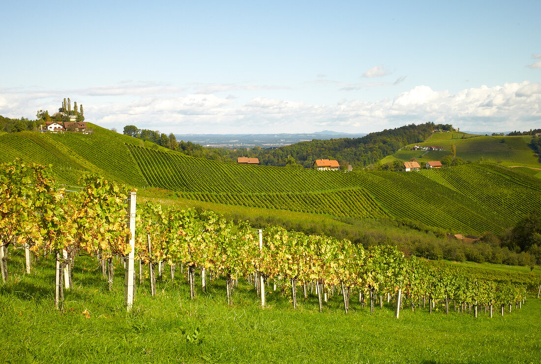 View of vineyard in Styria, Austria
