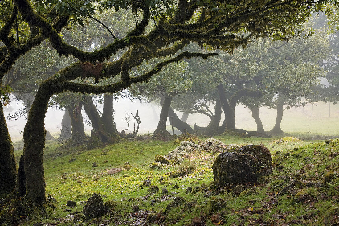 Madeira: Märchenhafter Lorbeerwald, grün