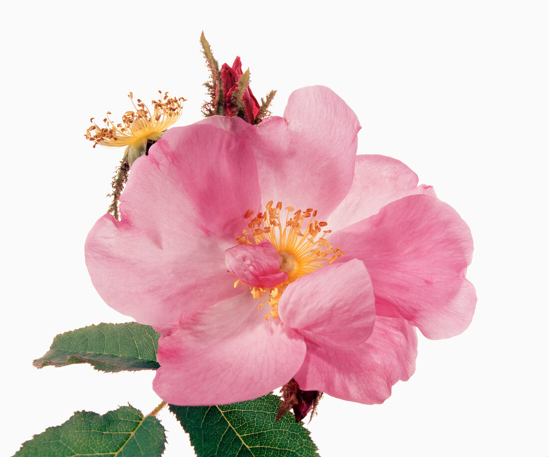 Name: Rosa x centifolia Andrewsii 
