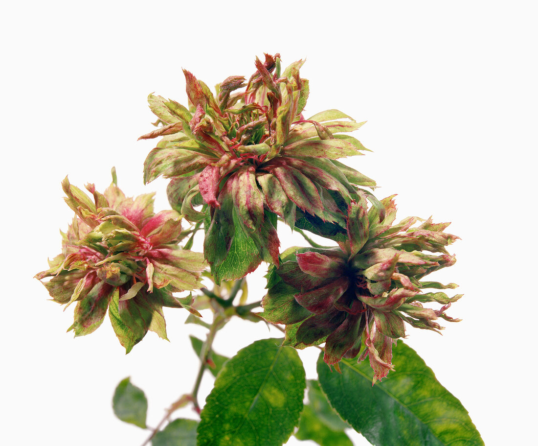 Name: Rosa chinensis Viridiflora (Lav.) Dipp.