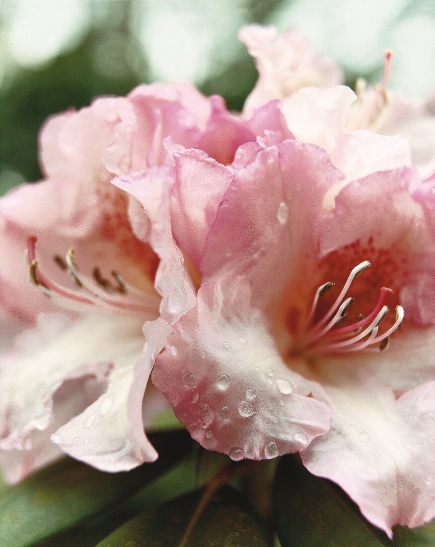 Rhododendron-Blüte, close up 