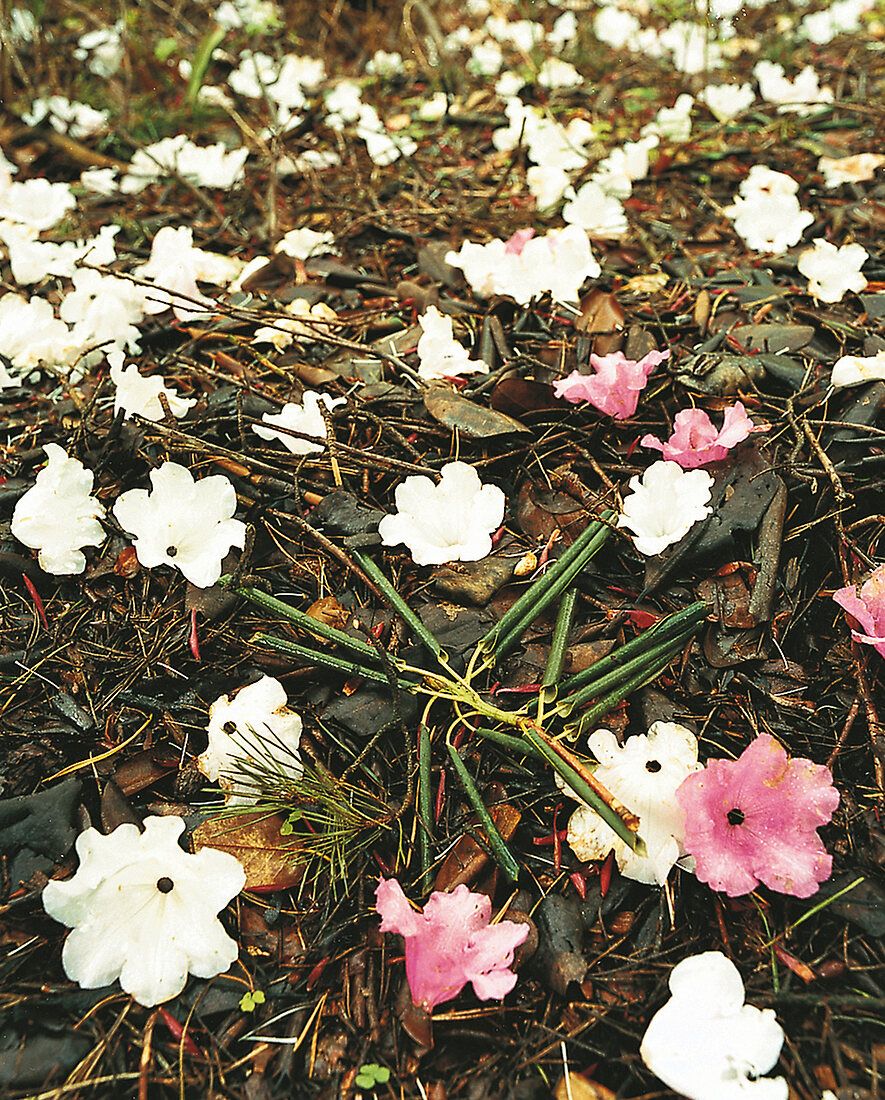 Rhododendron, Blüten, abgezaust auf dem Boden, Glockenblüten