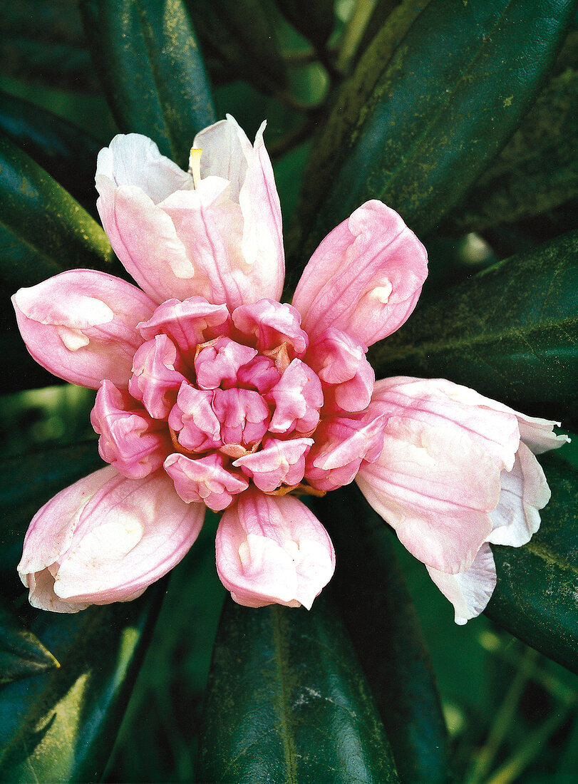 Rhododendron, Blütensturz der R. yakushimanum
