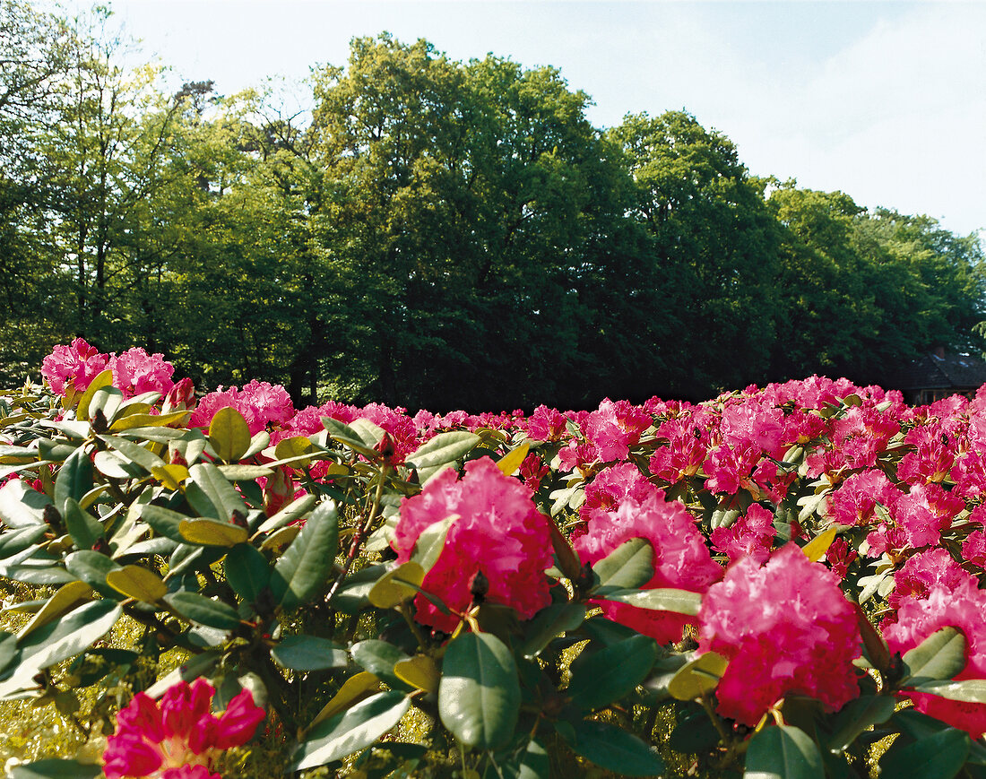 Rhododendron, Germania, hoch wachsen d