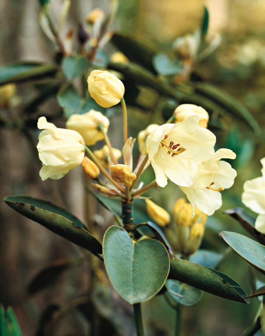 Rhododendron, R. wardii, Blüte, weis s