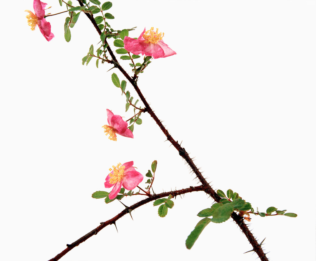 Close-up of rosa elegantula persetosa on white background