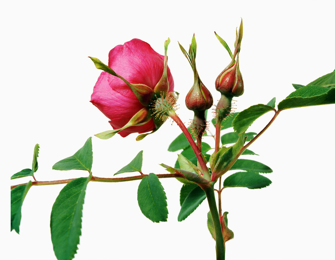 Close-up of rosa moyesii fargesii rolfe on white background
