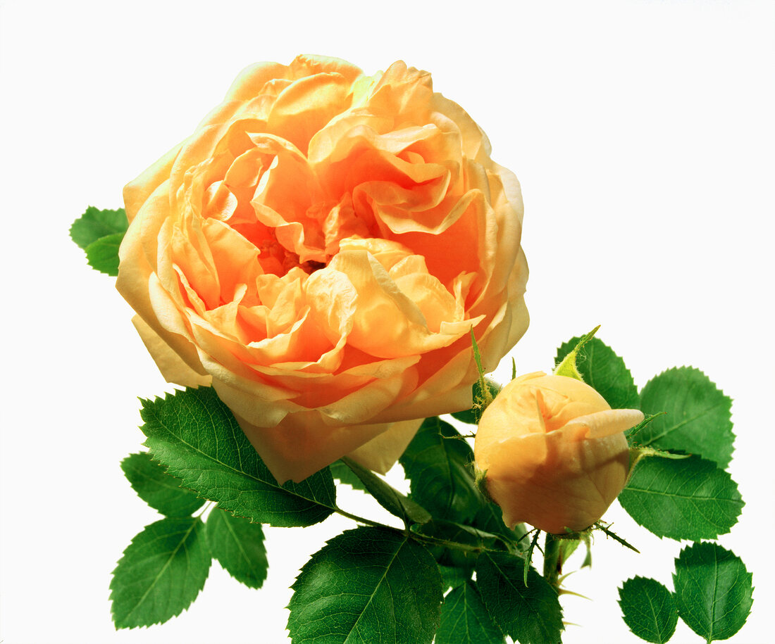 Close-up of soleil d'Or rose on white background