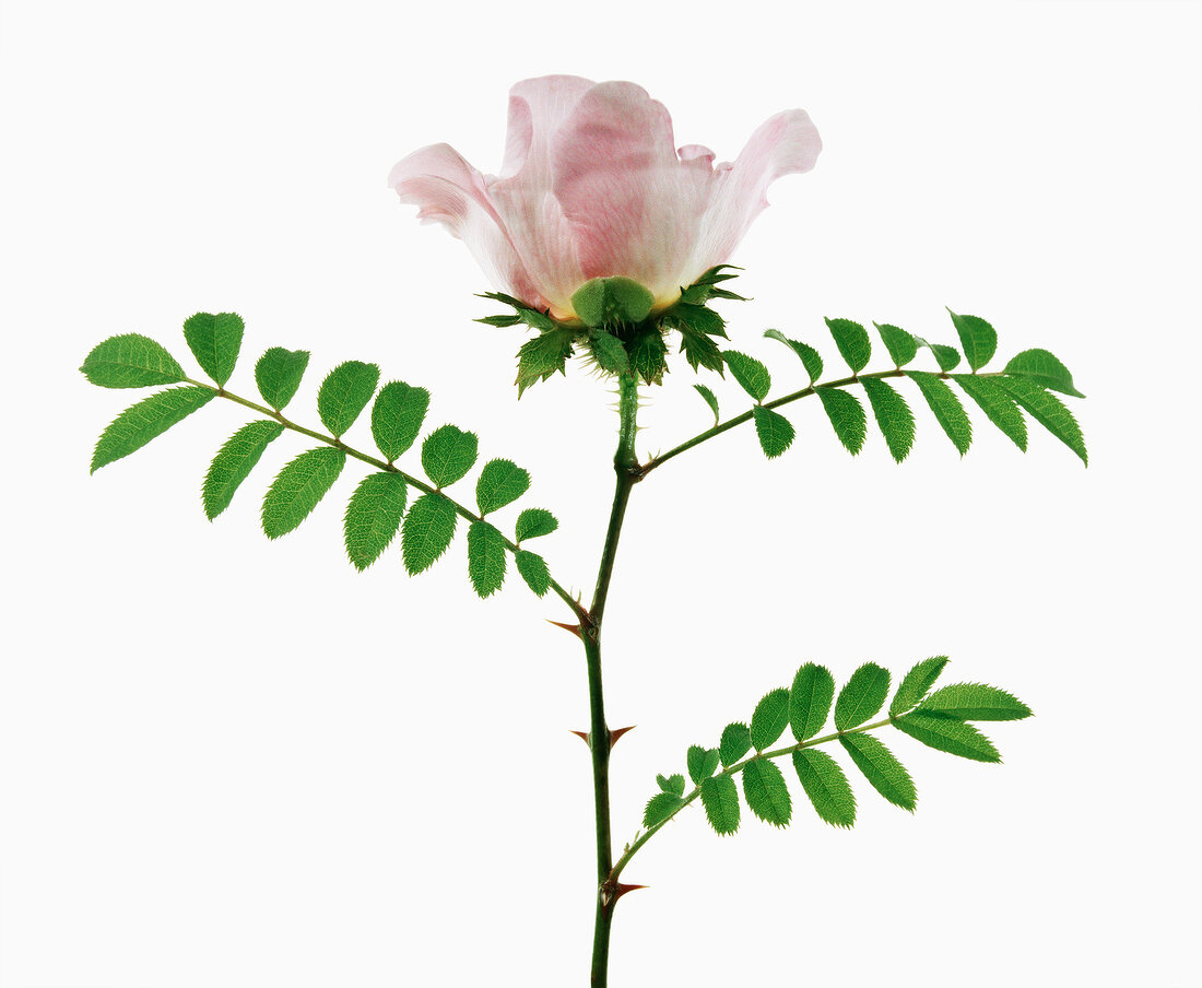 Close-up of rosa roxburghii on white background