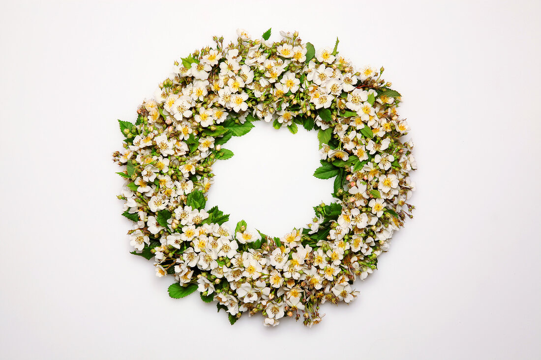 Close-up of wreath made of rosa multiflora on white background