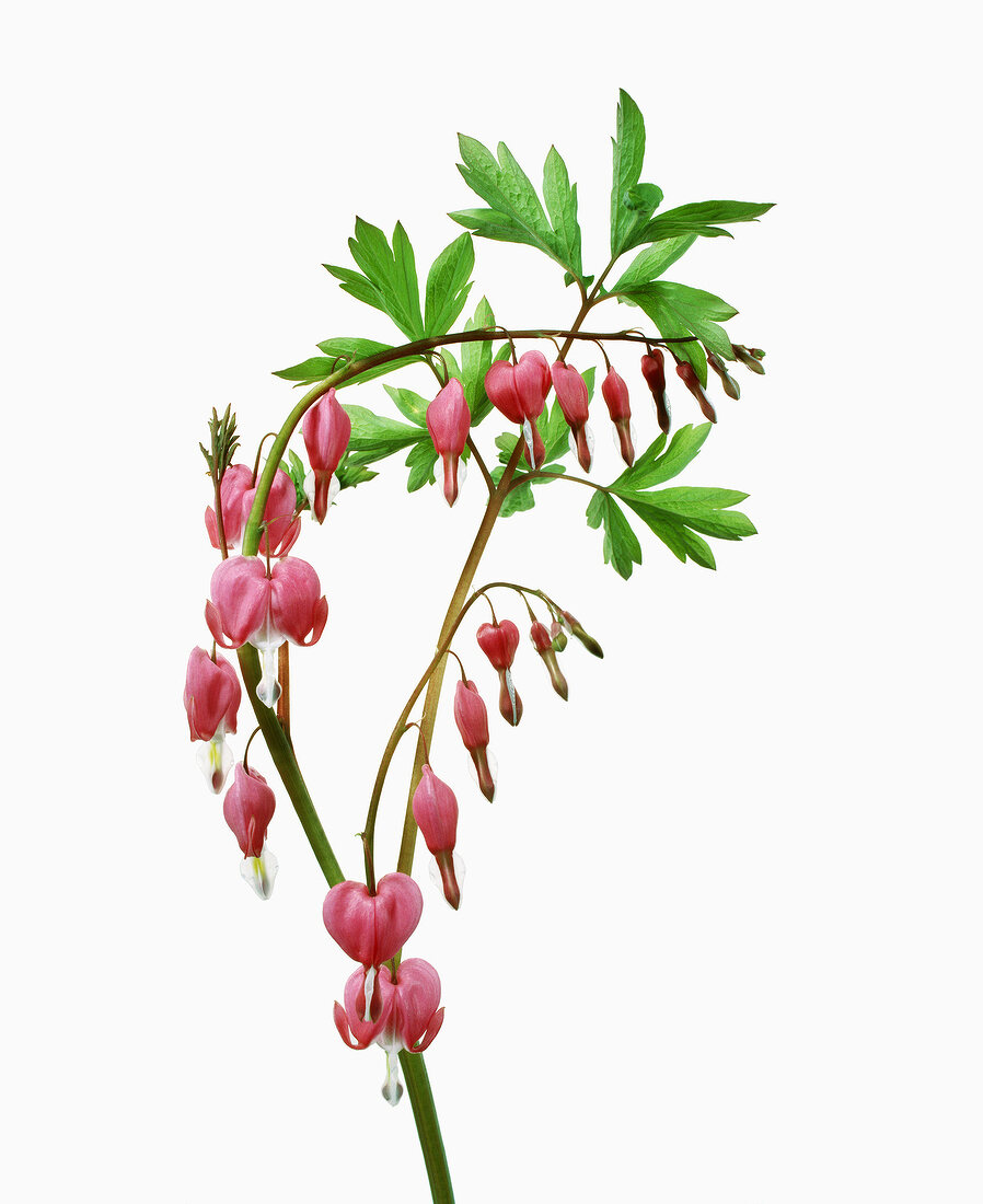 Lamprocapnos spectabilis on white background