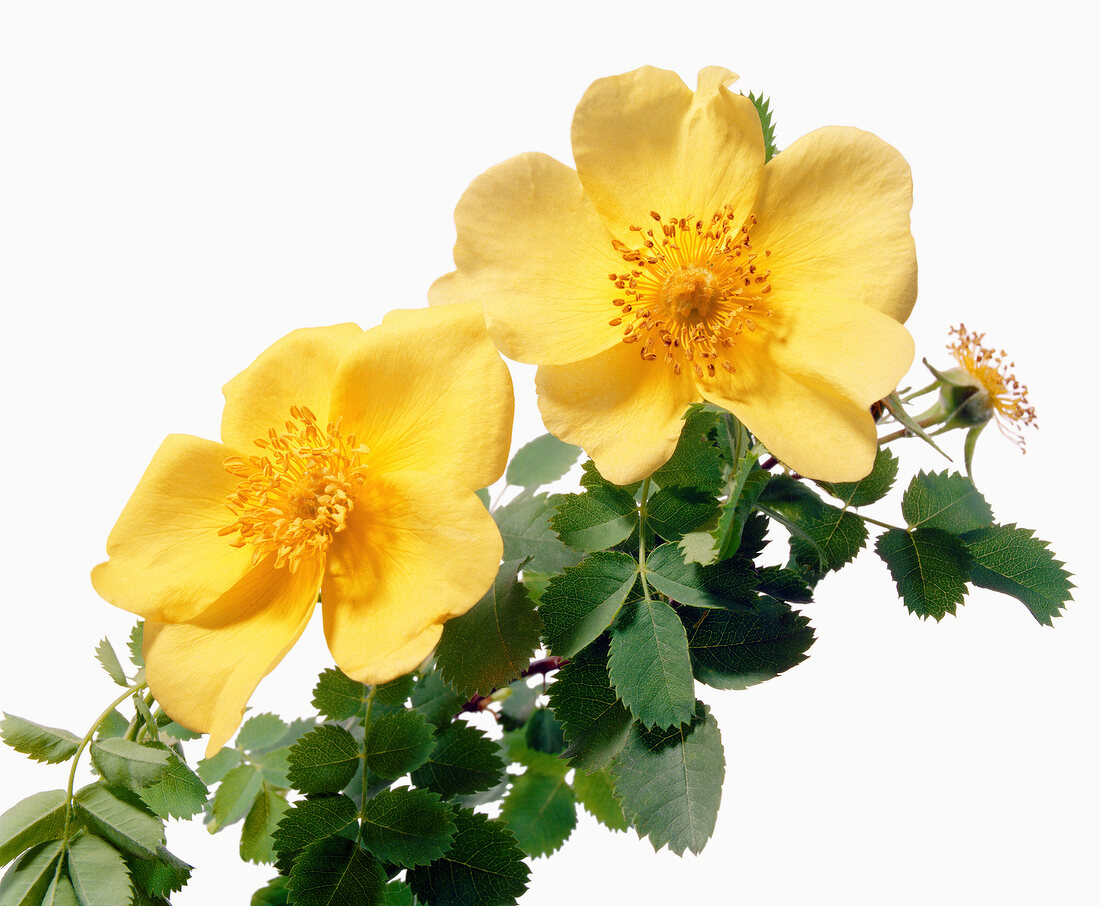 Name: Rosa lutea Maxima 