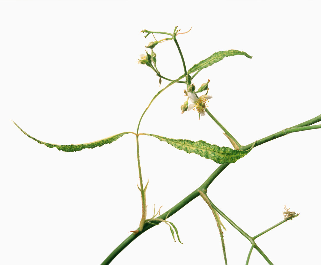 Close-up of rosa multiflora on white background