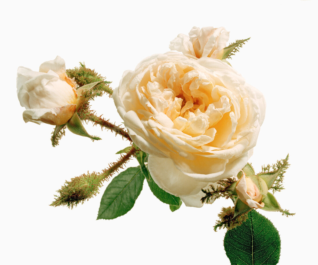 Close-up of golden moss rose with leaves on white background