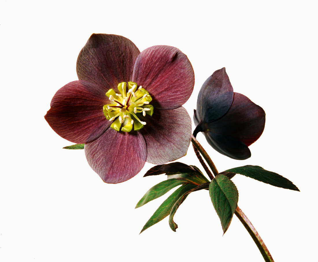 Name: Helleborus-orientalis-Hybride 