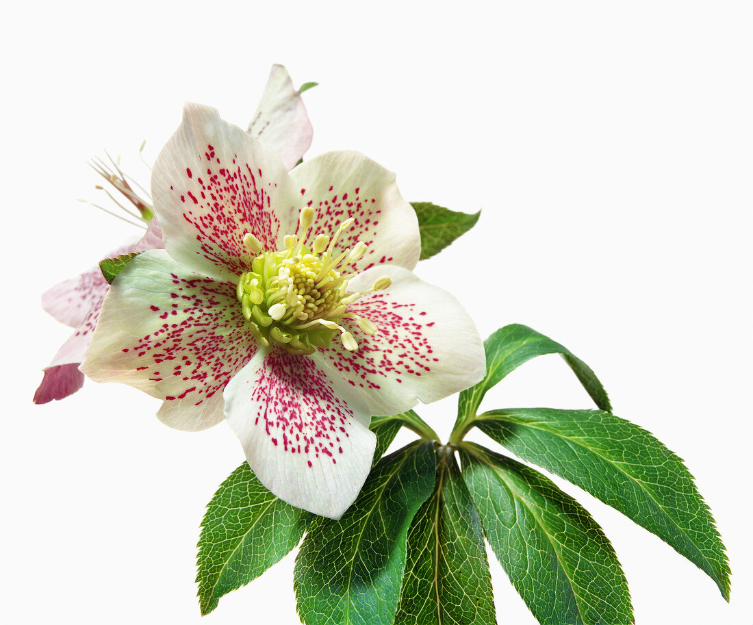 Name: Helleborus-orientalis-Hybride 