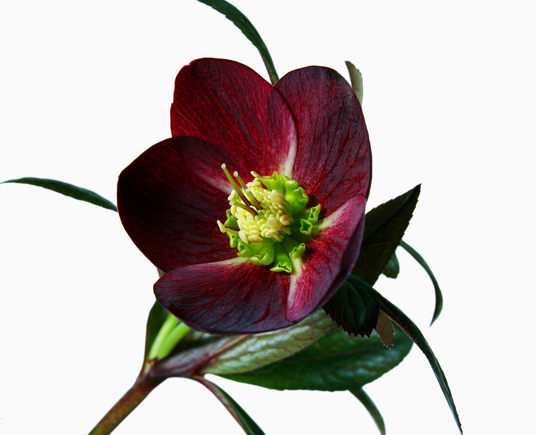 Helleborus dido on white background