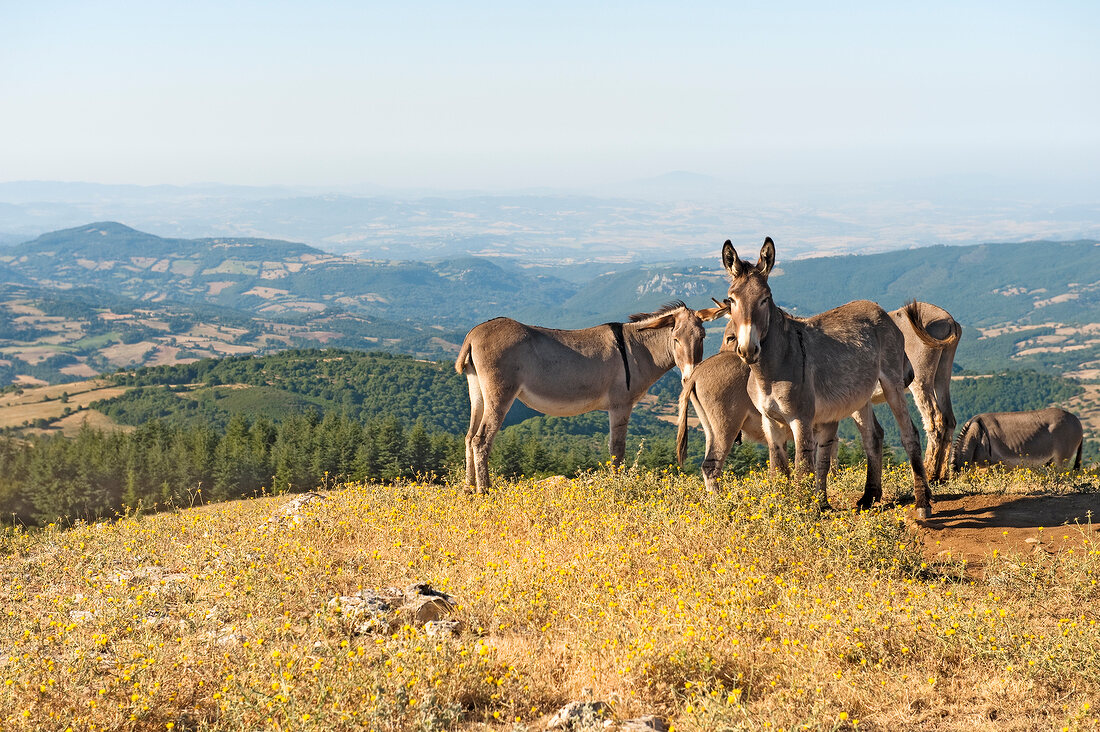 Herd of donkeys on hill in Maremma, Tuscany, Italy