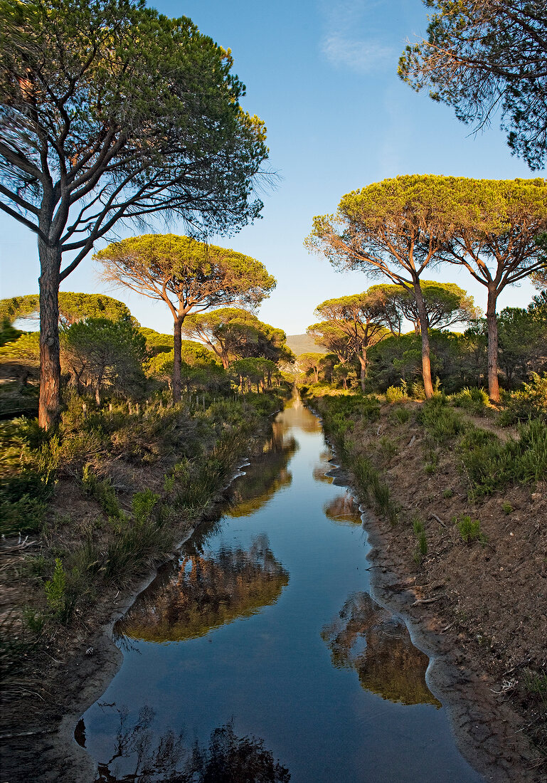 View of canal and trees reflecting in water at Maremma, Tuscany, Italy