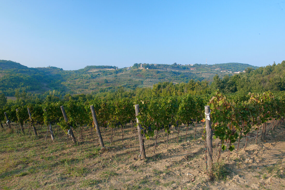 Wine fields in Krasica, Istri