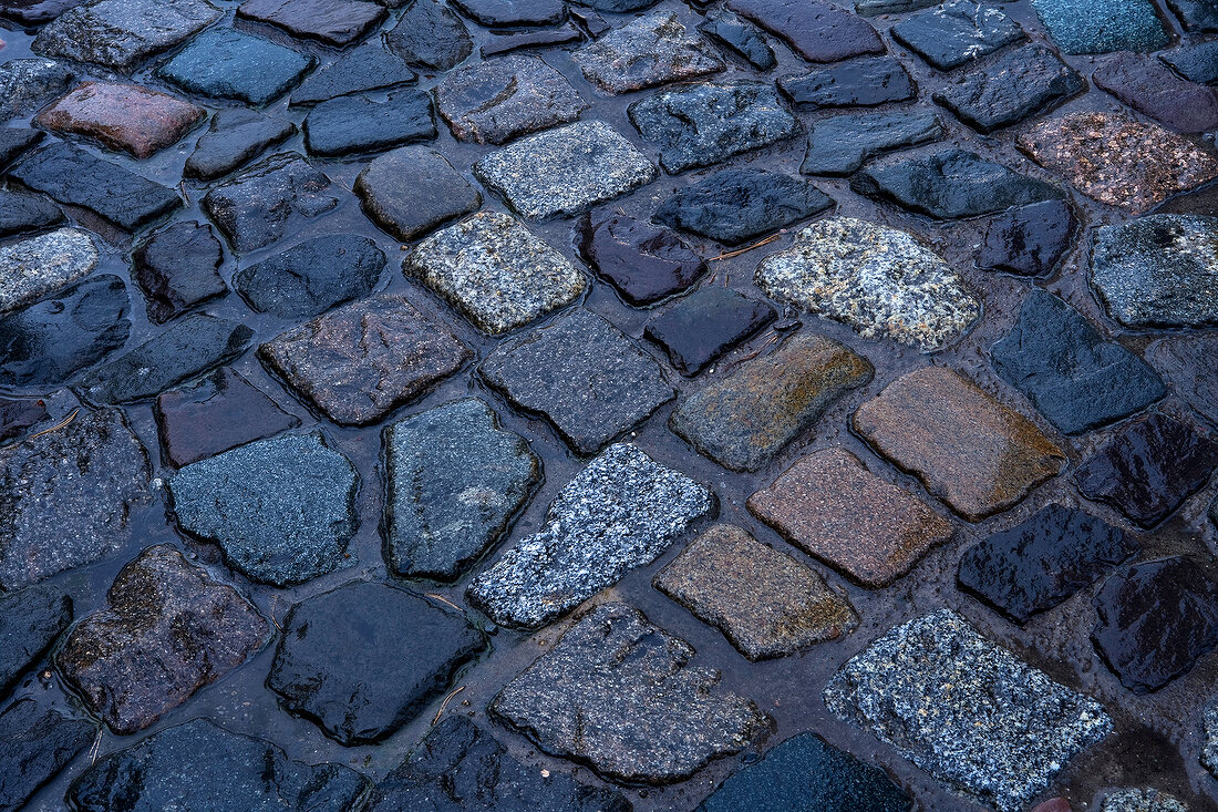 Close-up of large stone pavement in wild association