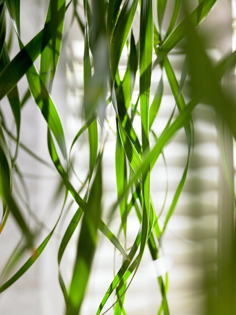 Close-up of leaves of elephant foot