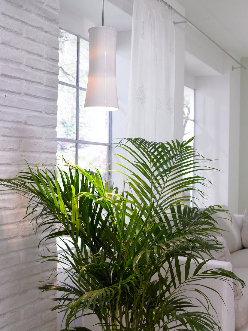 Palm tree under plant light