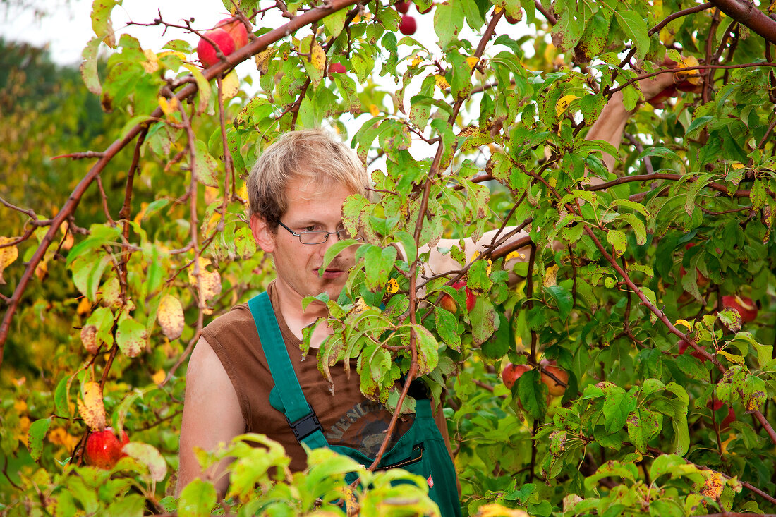 Workers harvesting apples at field in Brandenburg, Berlin, Germany