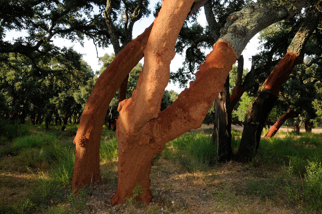 Cork tree Sardinia Island, Italy