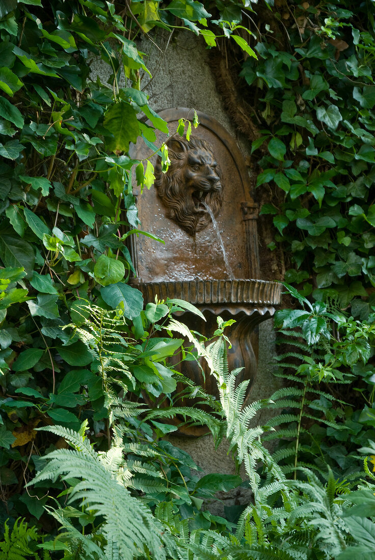 Stone wall with fountain in shape of lion head with ivy and fern around in garden