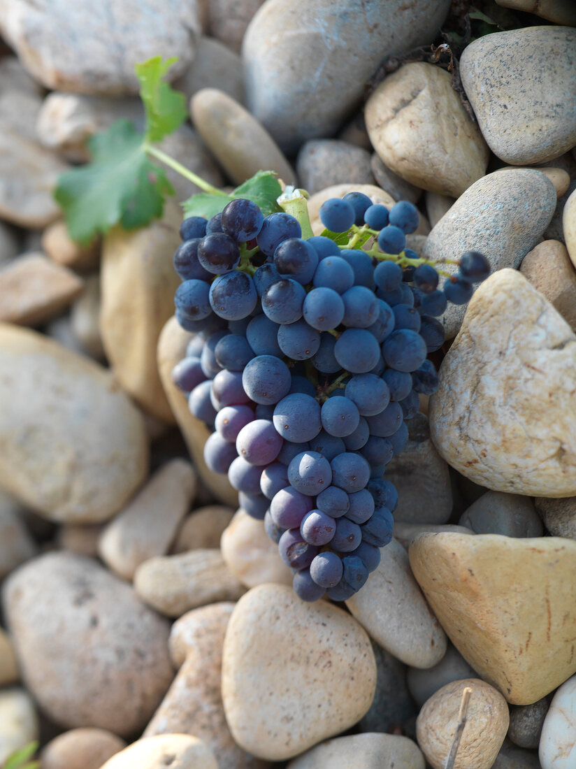 Weintrauben der Sorte "Grenache noir"