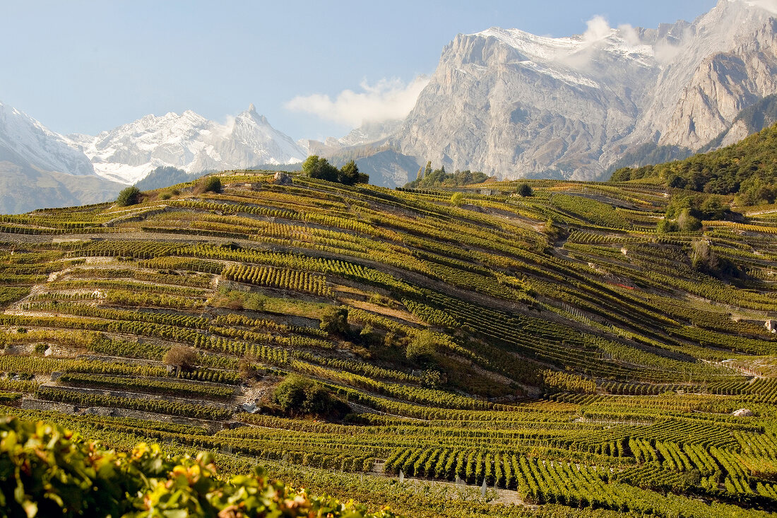 View of wine fields and mountain range in lower Canton of Valais, Switzerland
