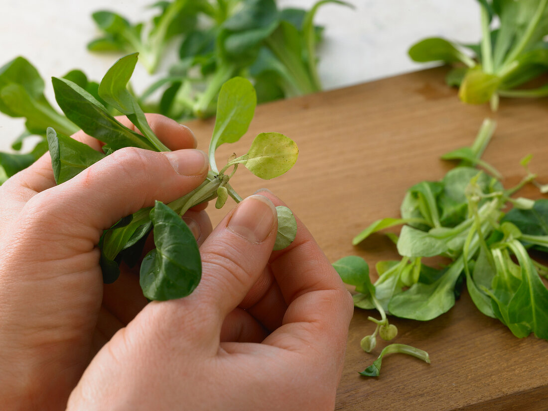 Deutsche Küche, Feldsalat verlesen, säubern, Step 1