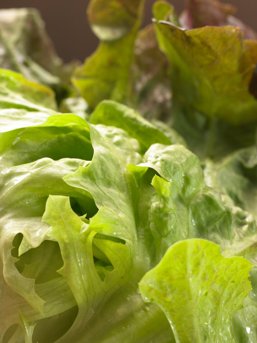 Close-up of fresh lettuce leaves