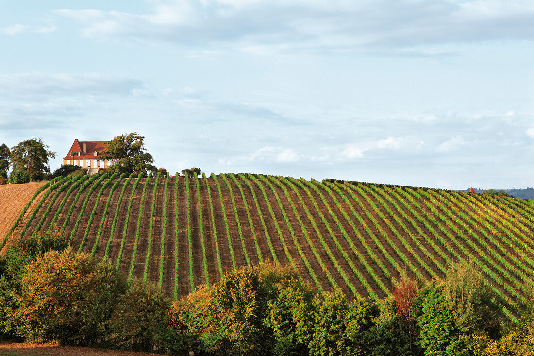 Weinberg des Château de Crouseilles 