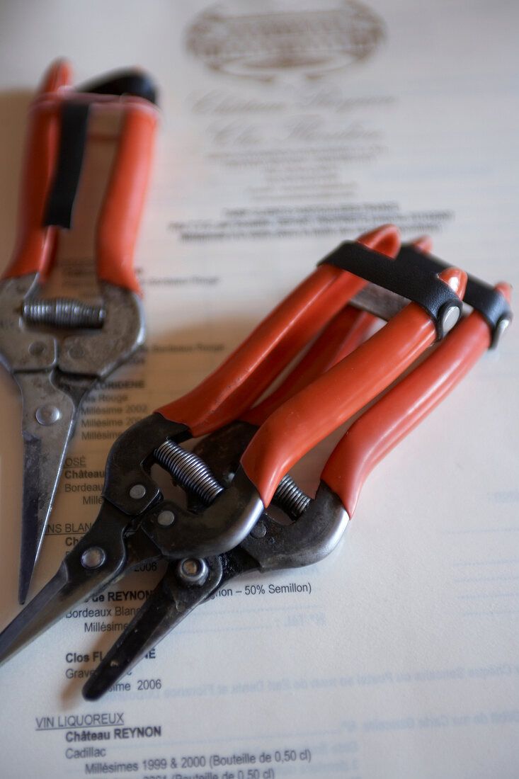 Close-up of grapes scissor used in grapevines