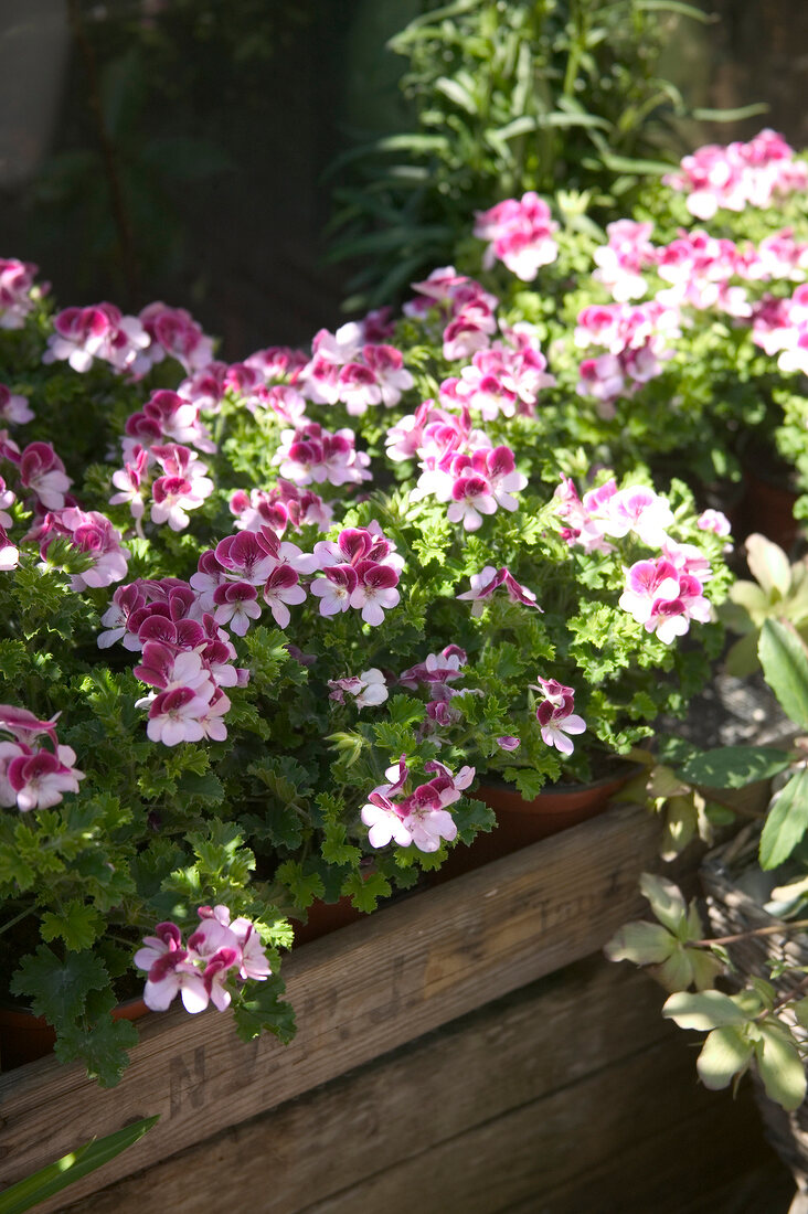 'Angel Eye' geraniums