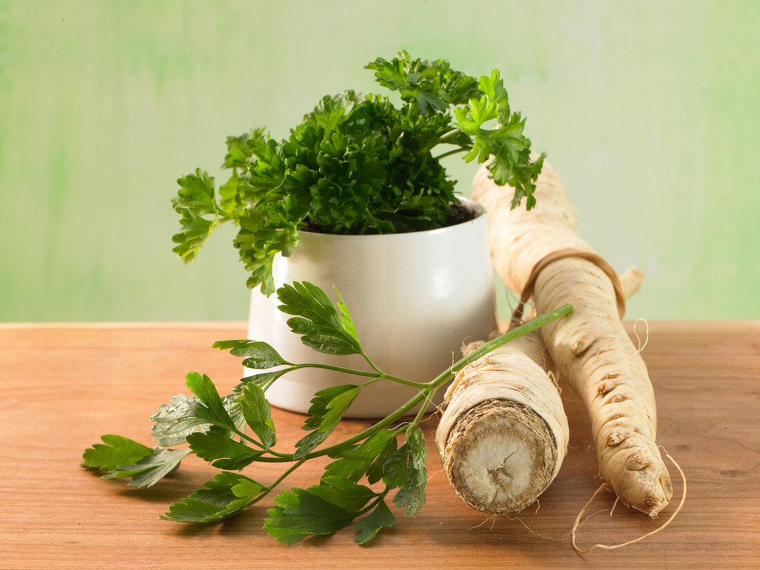 Close-up of smooth parsley with parsley root