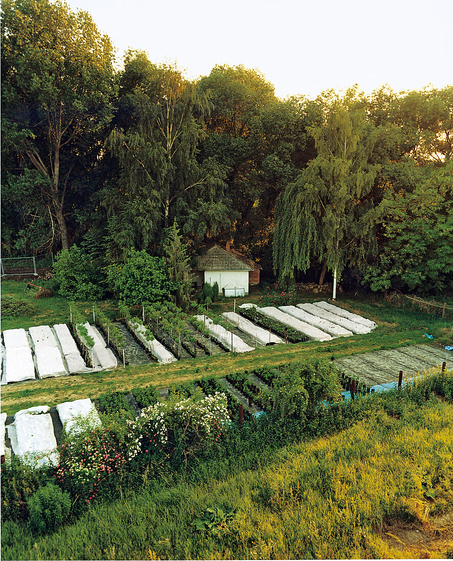 Blick auf das Rosenland von Martin Weingart, Rosenschule