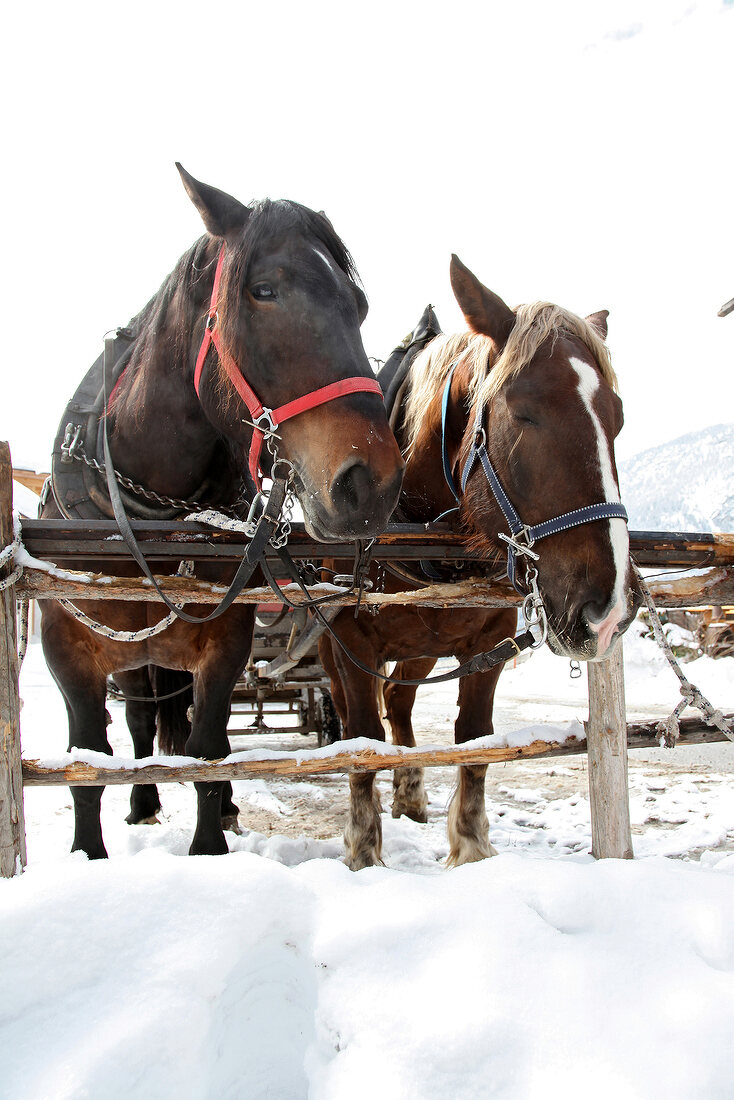 Südtirol, Pferde vor einer Kutsche stehen an einem Gatter