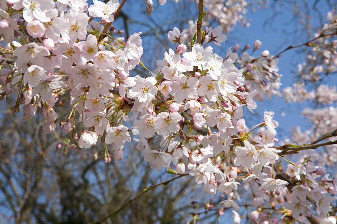 japanische Zierkirsche, botanisch: Prunus serrulata "Shirotae"