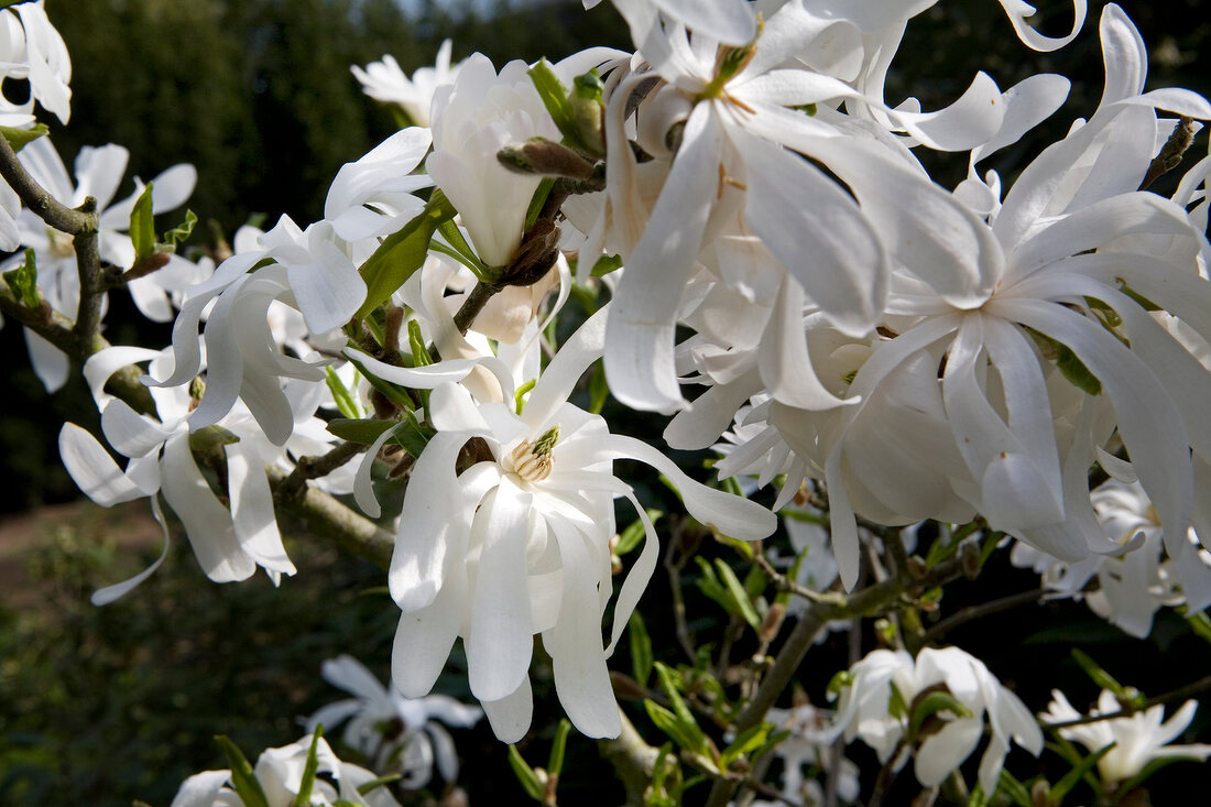 Blüten einer weißen Stern-Magnolie, botanisch: Magnolia stellata